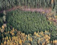Minint Miškininko dieną, rugsėjį laukia beveik 30 pramogų miške